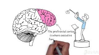 Does spinal dysfunction cause brain dysfunction?
