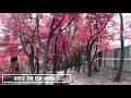 경희궁 가을 단풍 클립 4k 1 2020.11