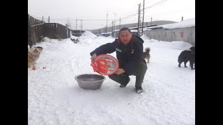 过春节了，大海煮200个饺子，喂10只流浪狗，零下35度好好过个年