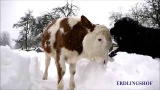 Two friends playing in the snow - Calf Michel \u0026 dog Lukas