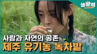 자연과 사람의 공존 🍃 제주 유기농 녹차밭ㅣ생방송활기찬저녁ㅣMBC충북ㅣ220802