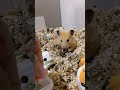 ぽてとくんshort🐹 24 発見！ハムスターの餌の隠し場所👀　　hamsters precious place 💕