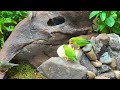 calming cat tv 😻 birds u0026 squirrels enjoy a feast on a rock 🐿️🐦 perfect for cats