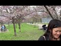 cherry blossoms sakura at trinity belwoods park toronto hanami part 2