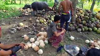 coconut harvesting Tuesday, Wednesday, May 22, 2024 Part 10