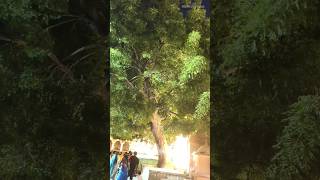 Big Temple Lizard Tree and prakaram (பெரிய கோவில் பல்லி மரம் மற்றும் பிரகாரம்)#SoundaryaVlogs