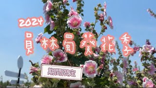 彰化．員林｜2024員林蜀葵花季🌸現正綻放中！很好拍也很曬啊！