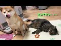 ストーブ争奪でついに猫キック炸裂！でも、仲良しな柴犬ハナと猫クロ【ほのぼの】 cat s kick.shiba