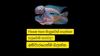 Flower horn කෙනෙක් හදනවනම් අනිවාරයෙන් බලන්න..