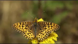 Saving Silverspot Butterflies