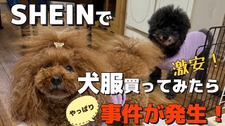 【SHEIN購入品】SHEINで激安犬服買ってみた！やっぱり何か起こる…怪奇現象！？ ＃犬服   ＃SHEIN  ＃多頭飼い