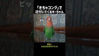 ｢きちゃコング｣誕生の謎に迫る！#shorts#コザクラインコ#lovebirds