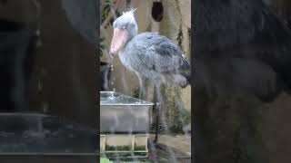 クチバシをすすぐミリー　ハシビロコウ　上野動物園