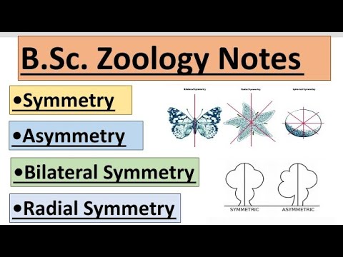 Symmetry|Asymmetry|Types Of Symmetry|Bilateral And Radial Symmetry# ...