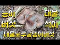 [20230929] [능이산행] 3일간 내리는 가을장마비 속에 능이/석이/노궁~대박산행~^^