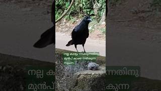 നല്ല കാലം ആരംഭിക്കുന്നതിന് മുൻപ് കാക്ക നൽകുന്ന സൂചന.