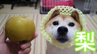 柴犬小春　【好物は待たない】梨をシャクシャク食べる！音フェチ、飯テロ Shiba Koharu eats japanese pears!