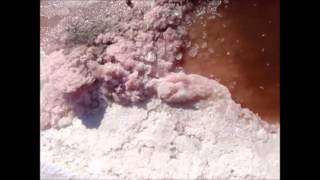 Gem-O-Rama at Trona, CA. Pink Halite at the Briny Pools