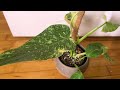 3 of my favorite variegated plants variegatedplants variegatedmonstera houseplants