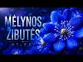 Miledi ✧ Mėlynos žibutės