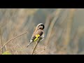 stehlík pestrý 2 european goldfinch