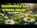 Chamomile: From Ancient Times to Modern Stress Relief