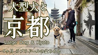 【超レア！ガラガラの京都#43】ラブラドールレトリバーと行く10キロ京都旅どすえ！　パピー　labrador retriever  ぼんちゃん　大型犬　子犬　南禅寺　祇園　Kyoto dog Gion