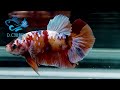 2 28【dc短鯛坊】銀河pk公鬥魚 no.s174【showbetta】​⁠@dcasfish