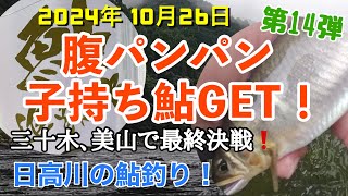 【日高川鮎釣り第14弾】2024年10月26日、最終決戦‼️子持ち鮎GET❗️