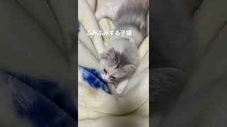 ふみふみする子猫 #サイベリアン #サイベリアンフォレストキャット #だいふく #あんみつ#猫#長毛種 #長毛種 #先住猫と新入り子猫