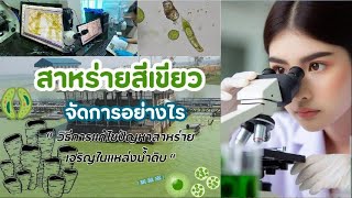 Elimination of green algae that grow in raw water sources สาหร่ายสีเขียว จัดการอย่างไร