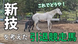 考えた新技を披露したい引退競走馬が完全にポニーにからかわれます（爆）