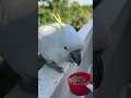 boxing day cockatoo feast a special treat ❤️