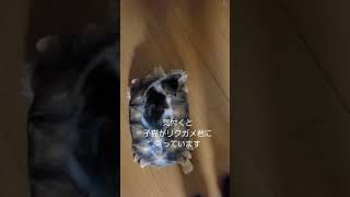 リクガメをタクシーにする子猫