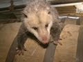 Opossum Live Action! | Call of the Wildman