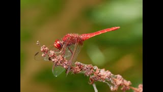 Libélula escarlata Crocothemis erythraea