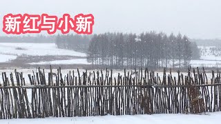 清晨下起大雪 二舅妈做啥硬菜招待？提问题被外孙女回答逗乐了！