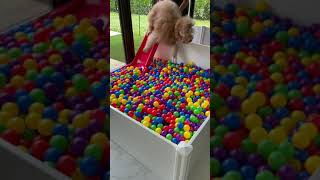 Building a Puppy Ball Pit! #shorts