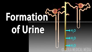 Formation of Urine - Nephron Function, Animation.