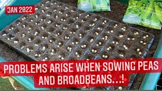 SOWING PEAS - What varieties to grow? | regenerative farming UK