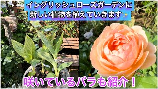 イングリッシュローズガーデンに、新たな植物を植えていきます！咲いてるバラも一挙紹介！【薔薇】【バラ庭】