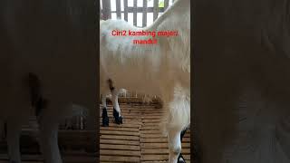 ciri ciri kambing mandul atau majer