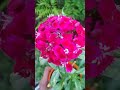 Pink sweet Williams Flower's in a small   plastic bottles