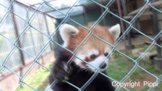 Redpanda2016 東北サファリパーク