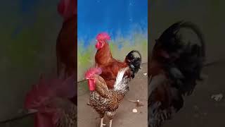 kalippanbrothers #rooster#comedy#plz support and #subscribe #എന്താ ഇയാളെ ഉദ്ദേശം 🐓🐓🐔🐔🙏🙏