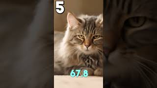 FACTS About CATS That May SURPRISE You