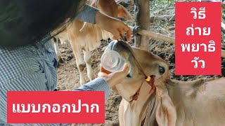 วิธีถ่ายพยาธิวัว - อาชีพสร้างรายได้Channel