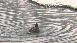 Mallard Ducks/ Tőkés récék vízi fürdője/water bath