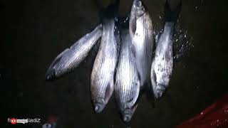 20 അടി താഴ്ചയിൽ നിന്ന് മീൻ അടിച്ചാൽ #keralafishing