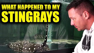 WHAT HAPPENED to my stingray aquarium??  - The king of DIY